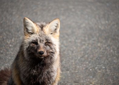 Sierra Red Fox 