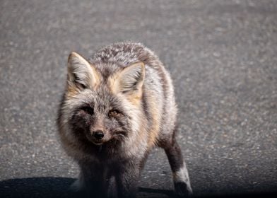 Sierra Red Fox