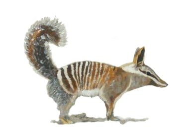 Numbat