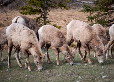 Mountain Goats