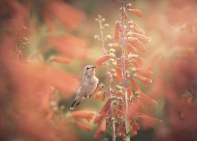 Hummingbird and Blooms