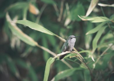 Hummingbird and Bamboo