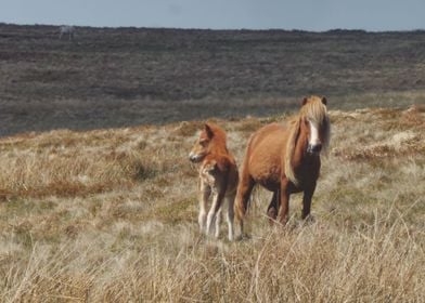 Mare and Foal