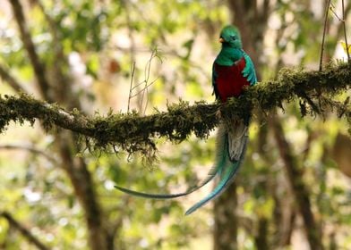 Quetzal 2