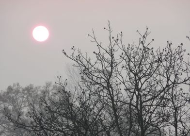 Morning fog and sun 