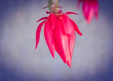 Cactus Flower