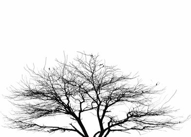 Just branches  