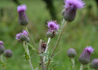 Thistle