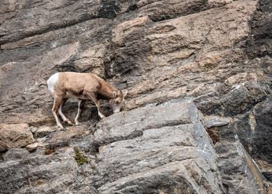 Mountain Goat on Cliff