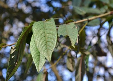 foliage