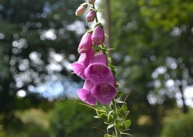 Foxglove