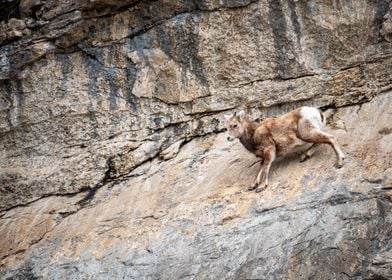 Mountain Goat on Cliff