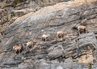 Herd of Mountain Goats 