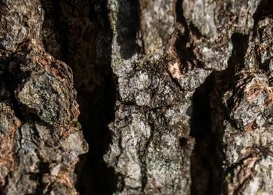 Abstract Tree Bark