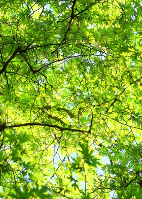 Leaves and Branches