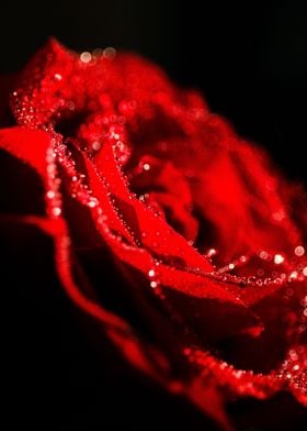 Red rose with dew on it