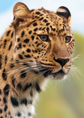 Beautiful Cheetah