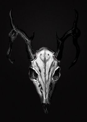 Deer skull BnW