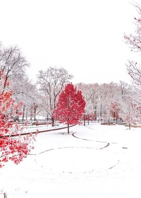 Red trees in snow