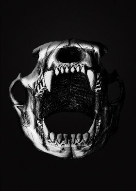 Bear skull BnW