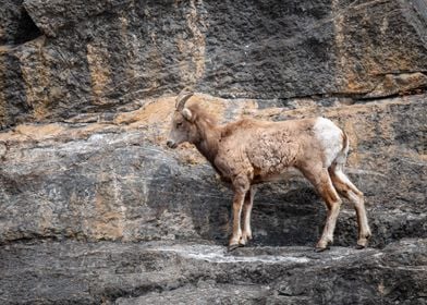 Mountain Goat on Cliff