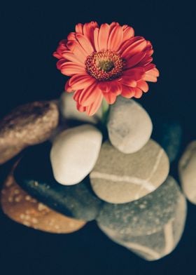 Red daisy on rocks