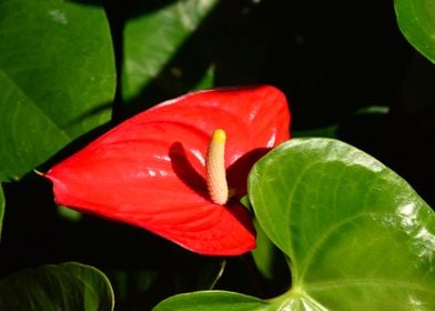 Flamingo Flower