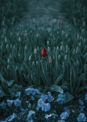 Red tulip focused