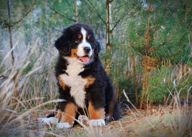 Berner puppy