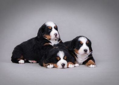 Berner puppies