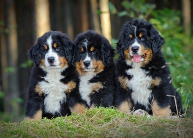 Berner puppies