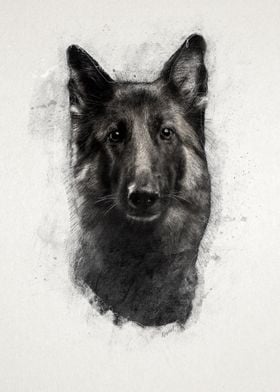 German Shepherd Portrait