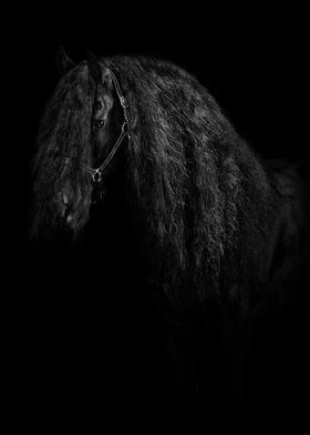 Black horse poster