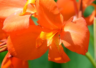 Canna Lily in spring