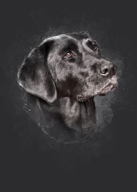 Black Labrador Portrait