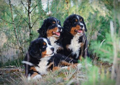 Bernese  puppies