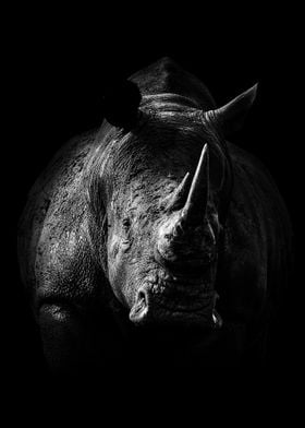 wild rhinoceros poster 