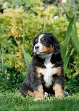 Berner puppy