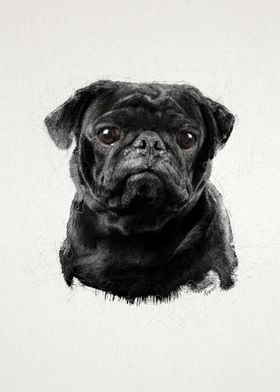 Black Pug Portrait