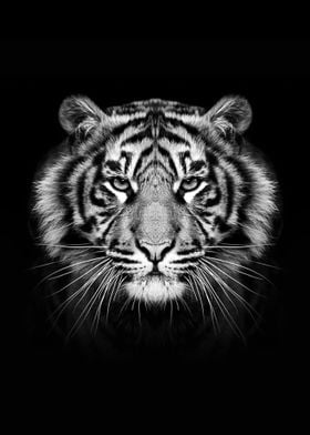 wild tiger poster