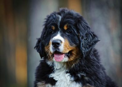 Berner puppy