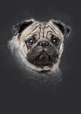 Pug Portrait