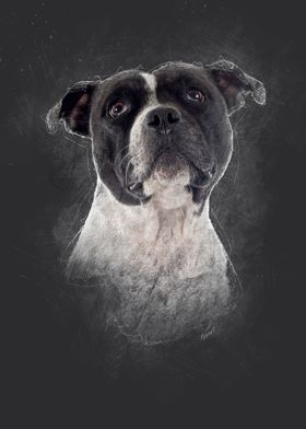 Staffordshire Bull Terrier