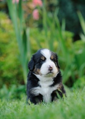 Berner puppy