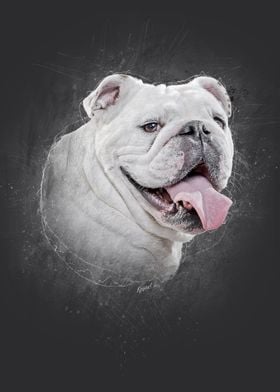 British Bulldog Portrait