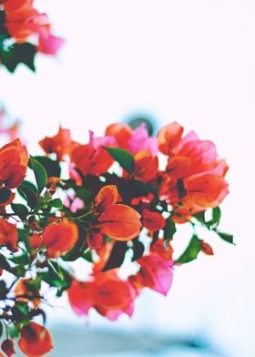 Red flowers on a tree