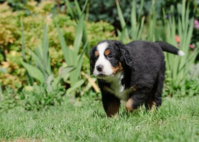 Berner puppy