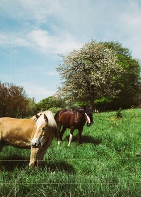 Spring Ponies