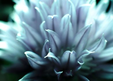 Chive flower macro photo