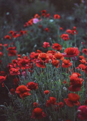 Red flowers in meadow